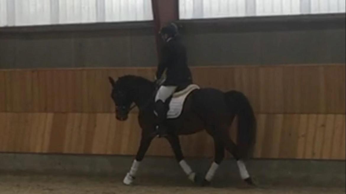 Connemara Egevangens Bailey billede 50