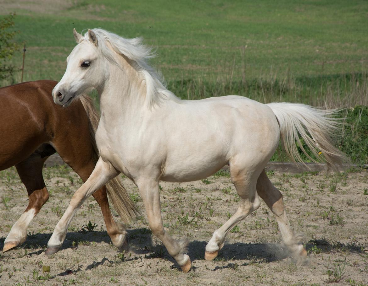 Welsh Pony (sec B) Sunny Hill Bell-Bell Sunlight / Bella - maj 2018 billede 6