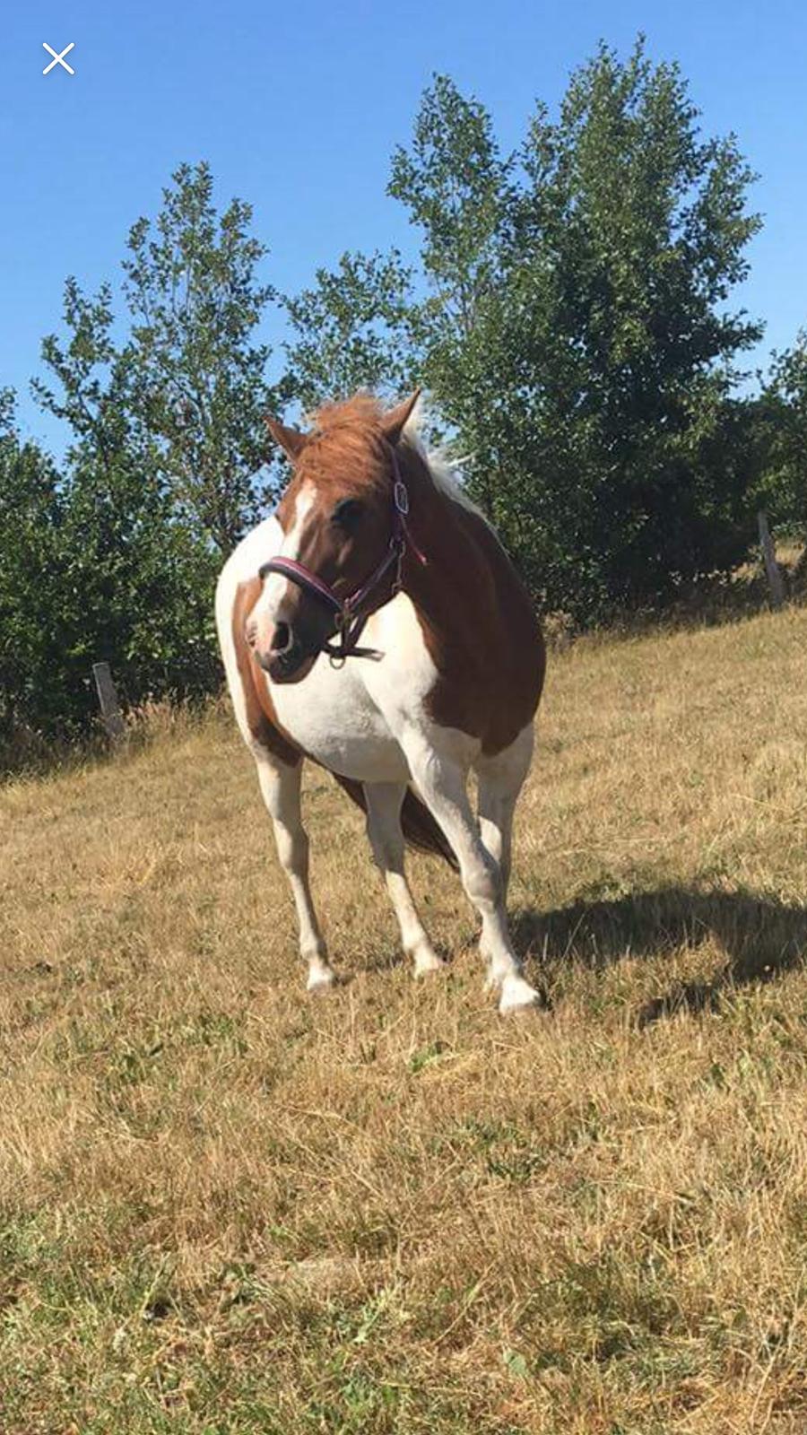 Anden særlig race Slap-a (Nibbe) - Himmelpony - Nibbe <3 billede 1