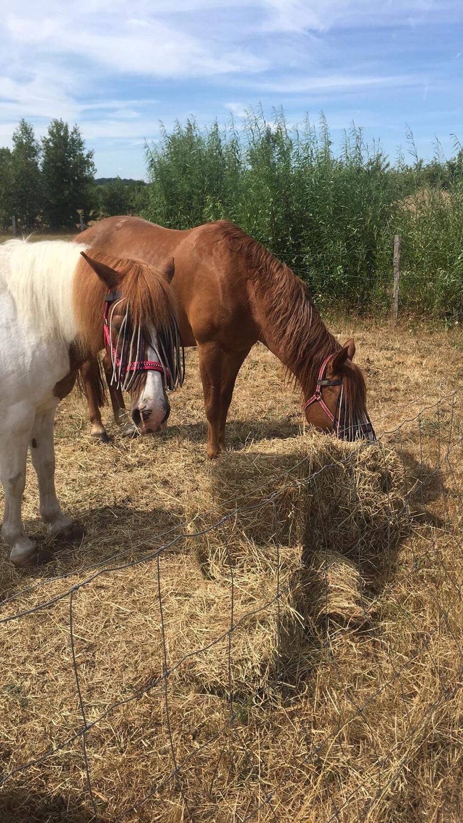Anden særlig race Slap-a (Nibbe) - Himmelpony - Nibbe og hans bedste veninde Tequila billede 2