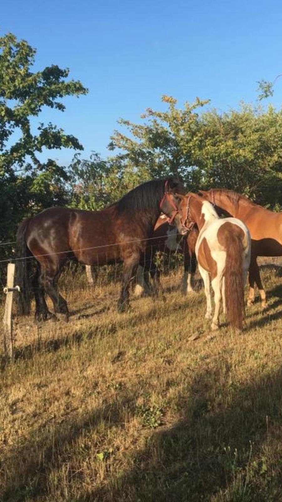 Anden særlig race Slap-a (Nibbe) - Himmelpony - Min store Emil og Nibbe billede 3