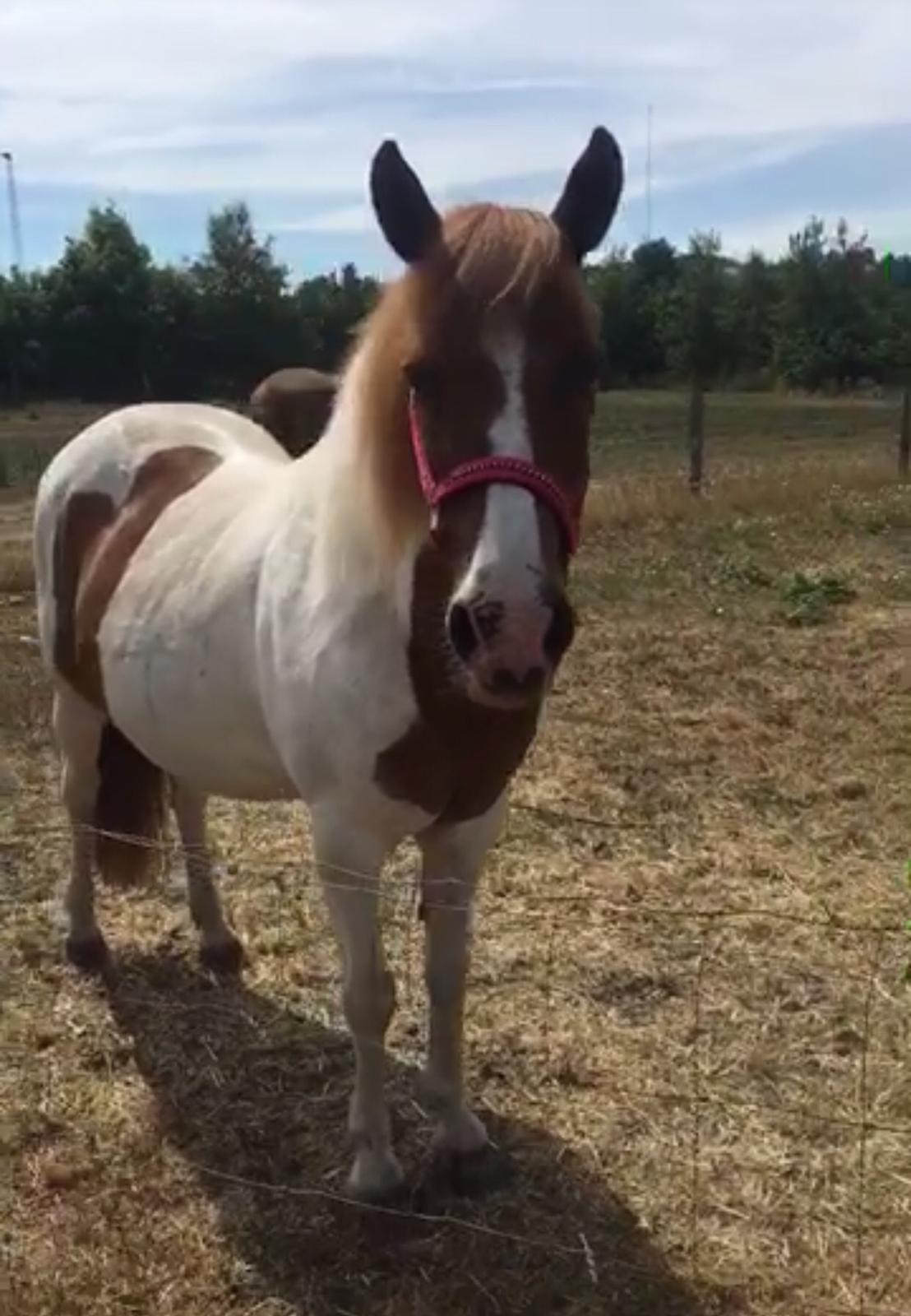 Anden særlig race Slap-a (Nibbe) - Himmelpony - Søde Nibbe er solbrændt :(  billede 4