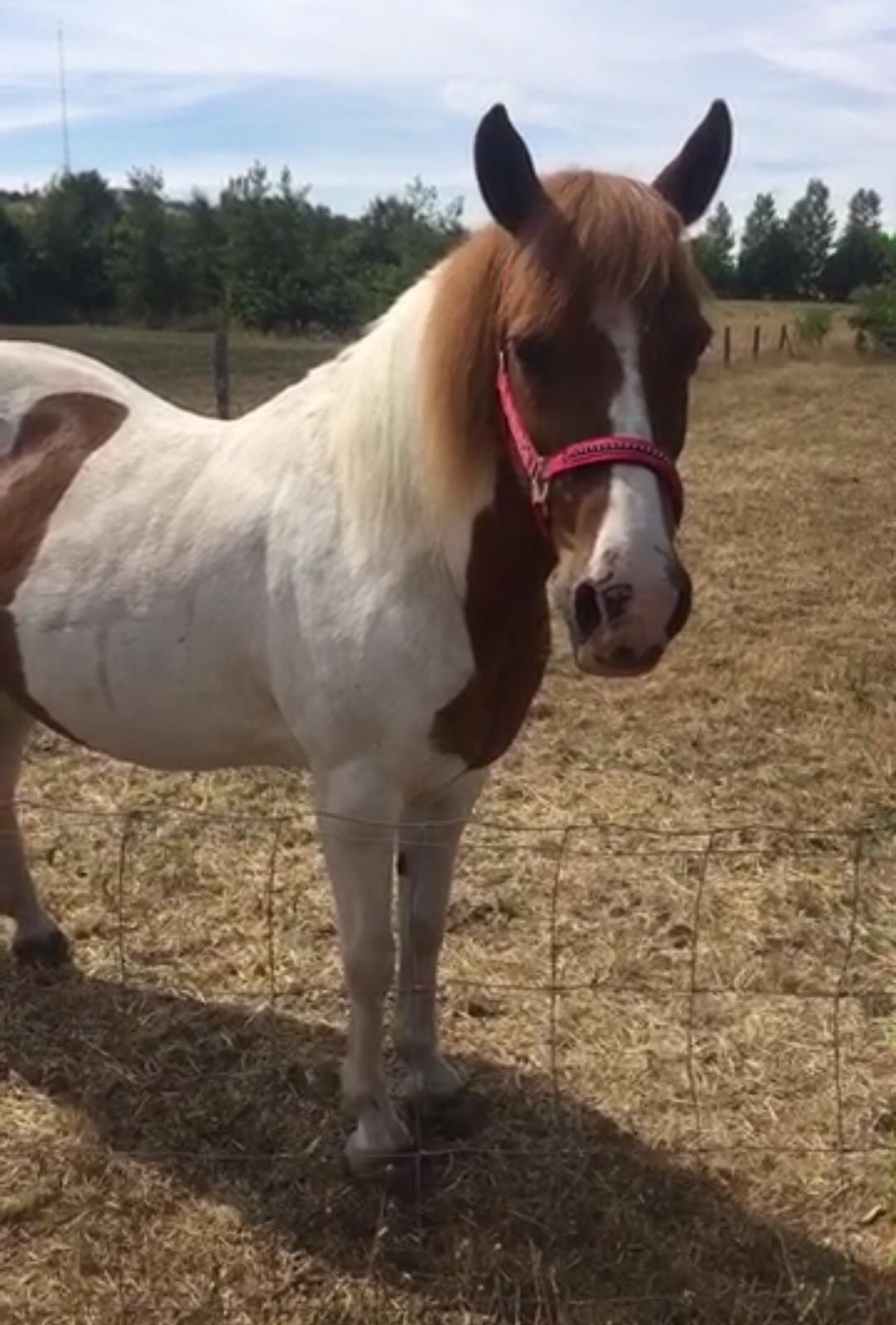 Anden særlig race Slap-a (Nibbe) - Himmelpony - <3 billede 5