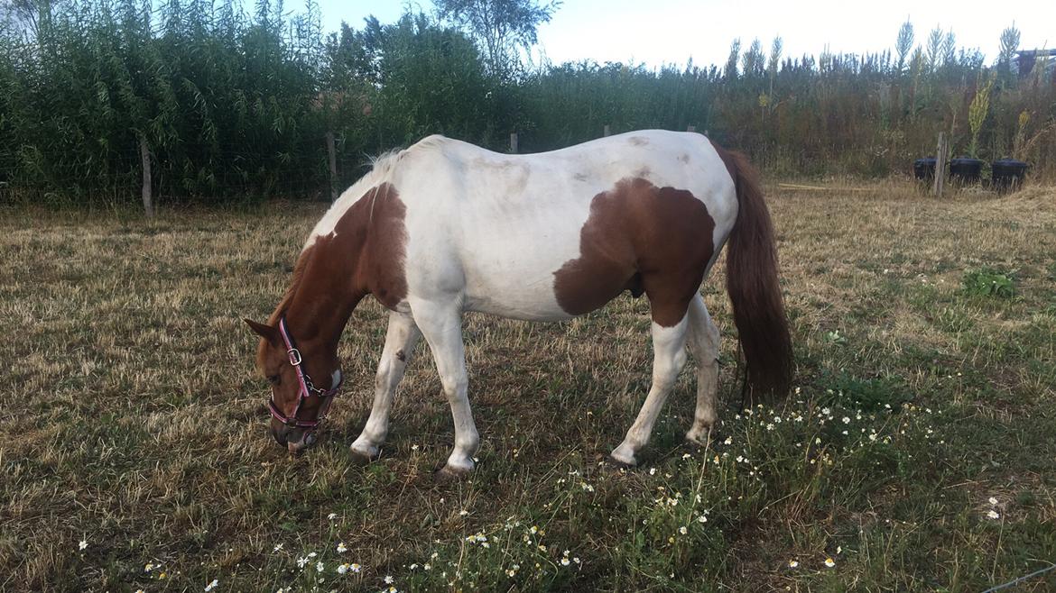 Anden særlig race Slap-a (Nibbe) - Himmelpony - Lidt græs billede 6