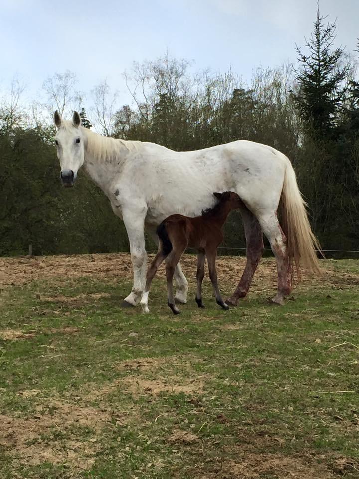 Welsh Partbred (Sec F) Rålandgårds Daya billede 7