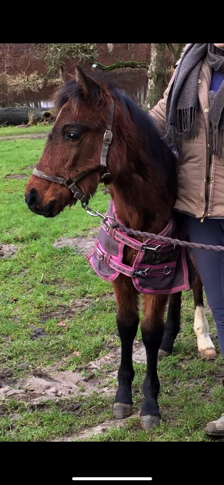 Welsh Partbred (Sec F) Rålandgårds Daya billede 8