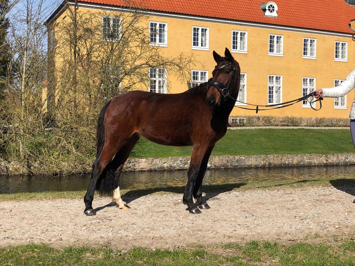 Welsh Partbred (Sec F) Rålandgårds Daya billede 5