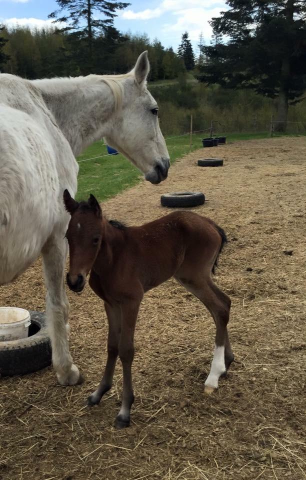 Welsh Partbred (Sec F) Rålandgårds Daya billede 6