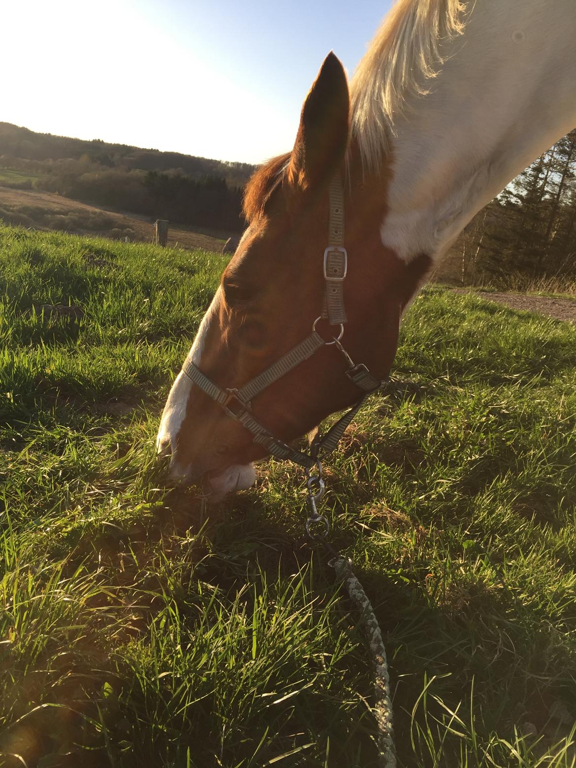 Anden særlig race Freja billede 19