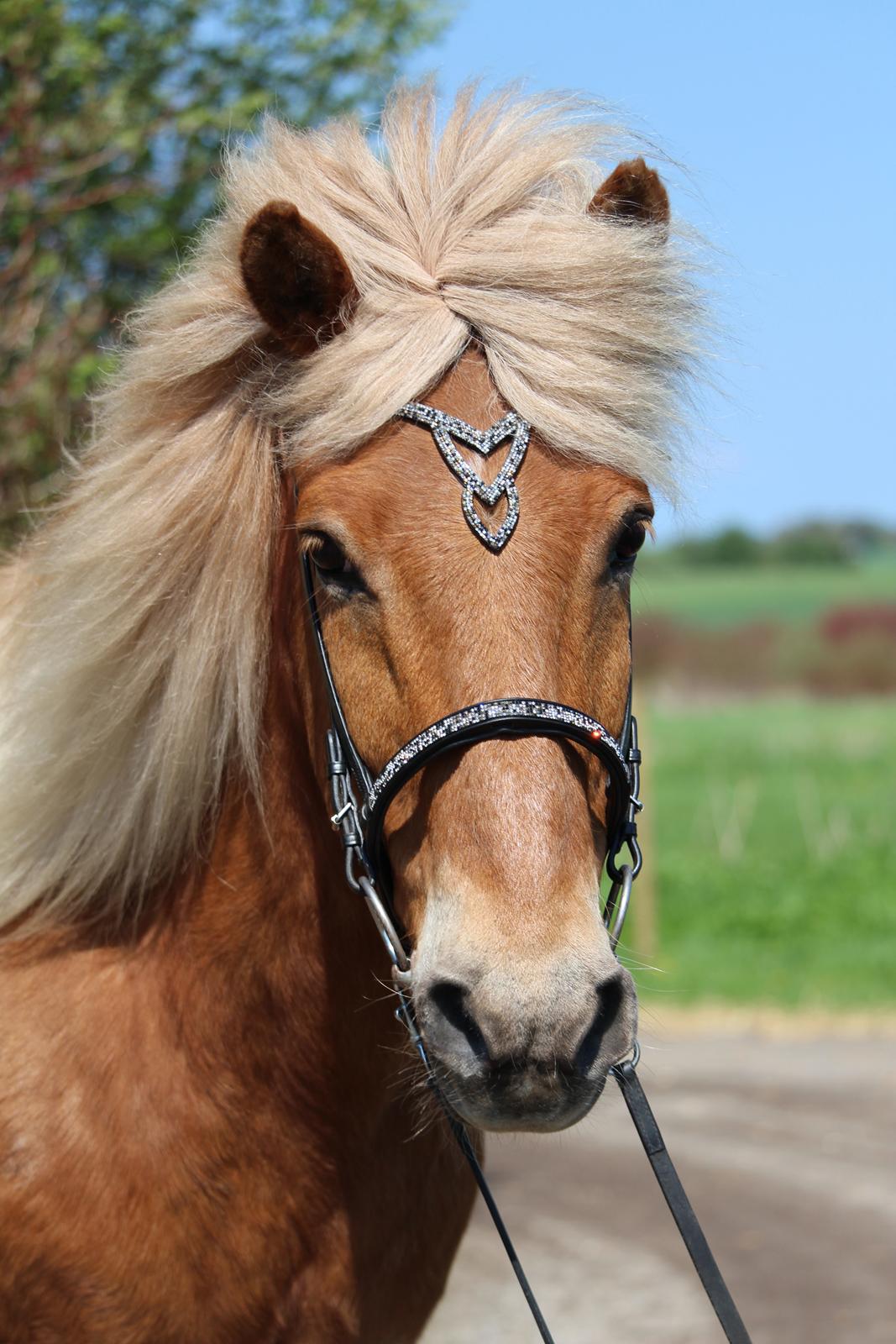 Islænder Neisti fra Skringstrup billede 4