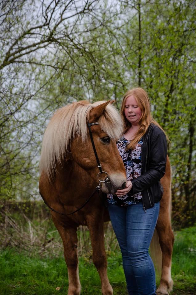 Islænder Neisti fra Skringstrup - Fotograf: Freja Maria Photo billede 13