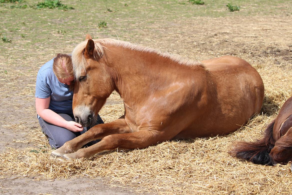 Islænder Neisti fra Skringstrup billede 5