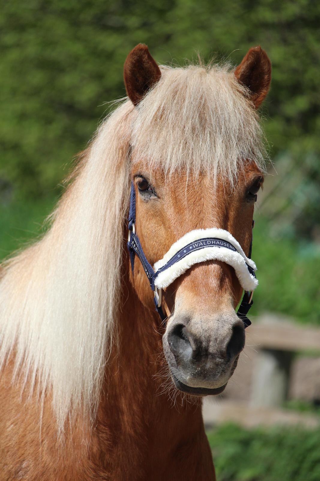 Islænder Neisti fra Skringstrup billede 9