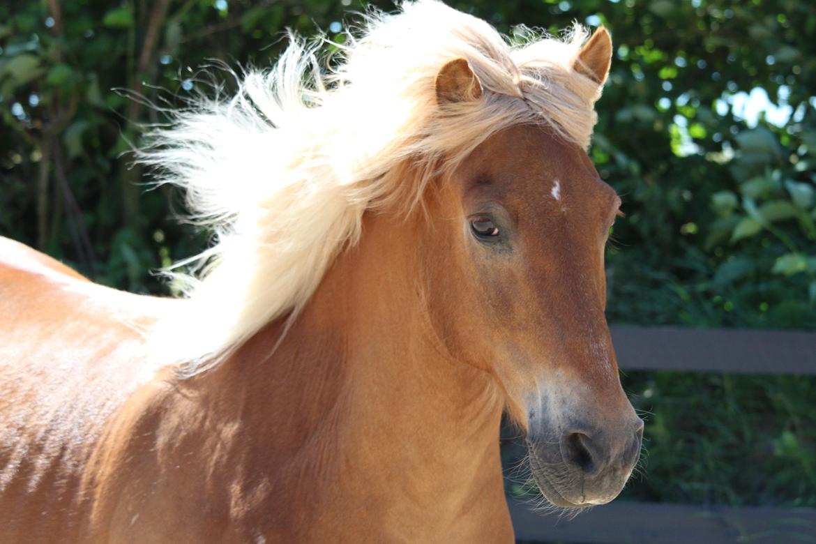 Islænder Neisti fra Skringstrup - Vidunderlige Neisti. <3 billede 1