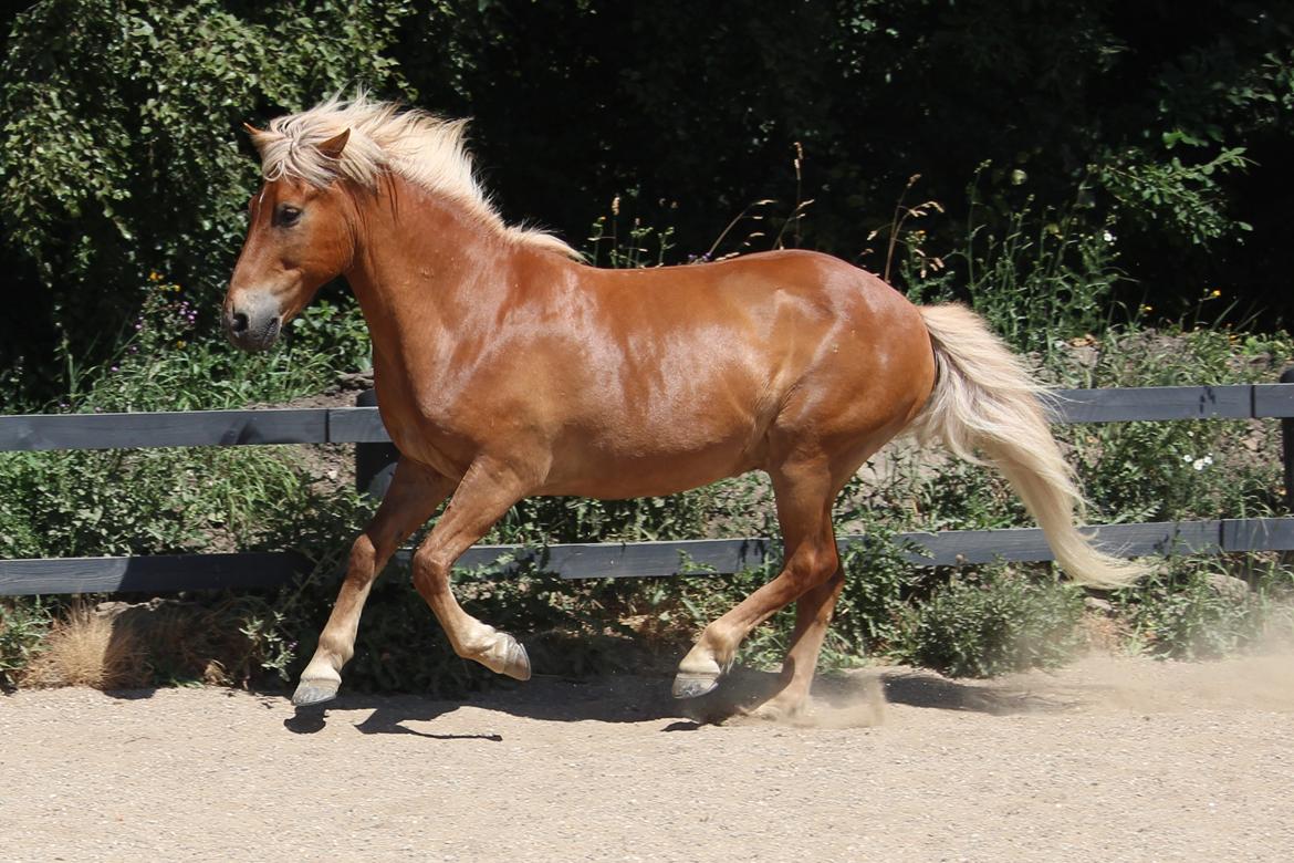 Islænder Neisti fra Skringstrup billede 3