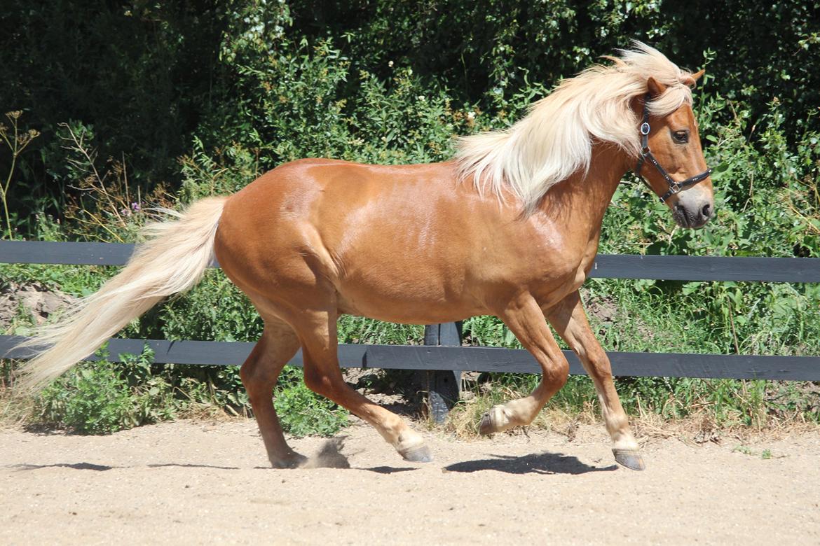 Islænder Neisti fra Skringstrup billede 14