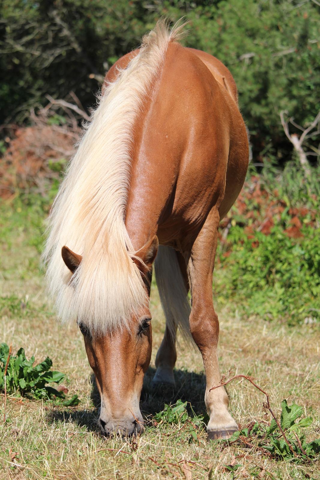 Islænder Neisti fra Skringstrup billede 20