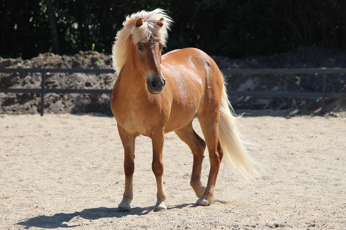 Islænder Neisti fra Skringstrup billede 11