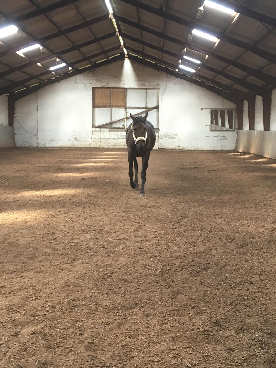 Traver Grace Danita billede 3