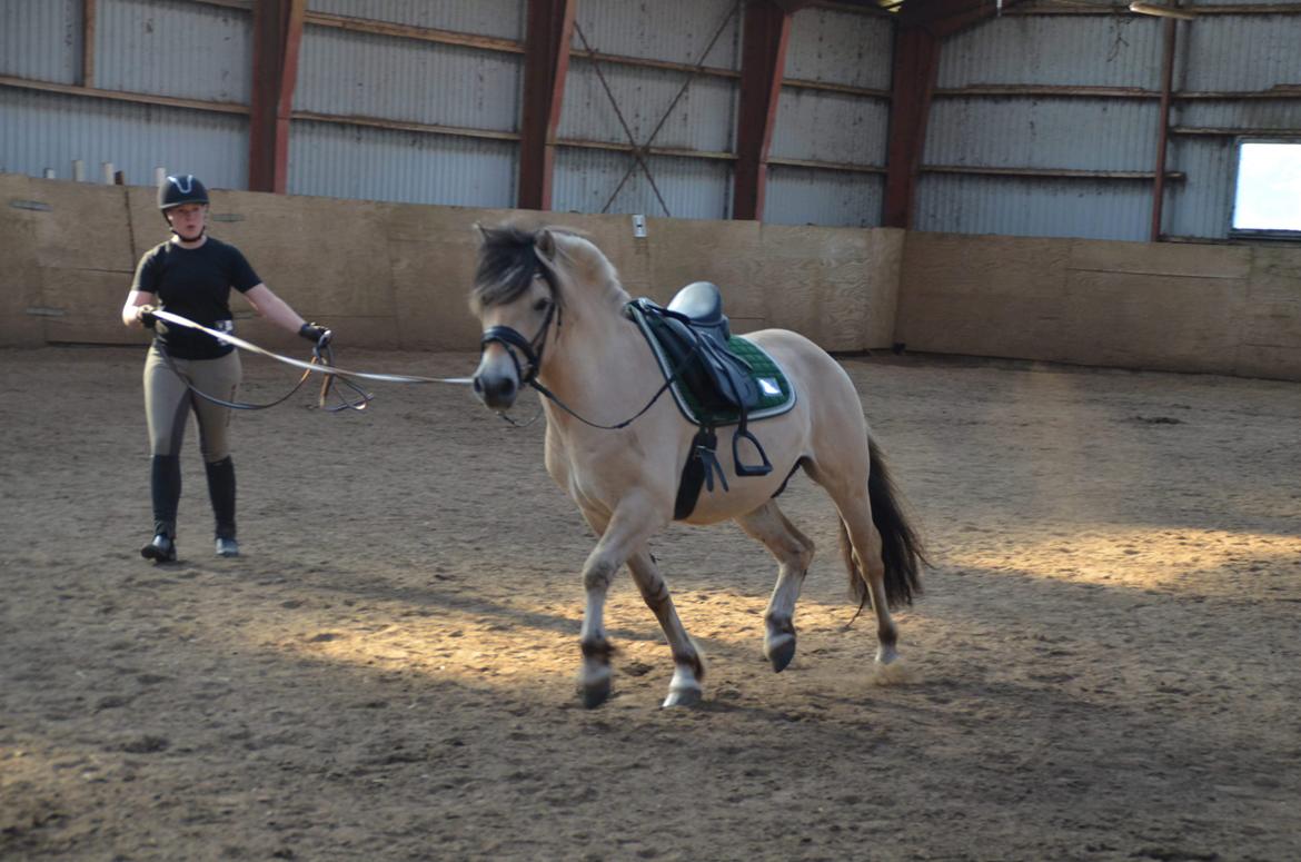 Fjordhest Birkens Rudolf billede 10