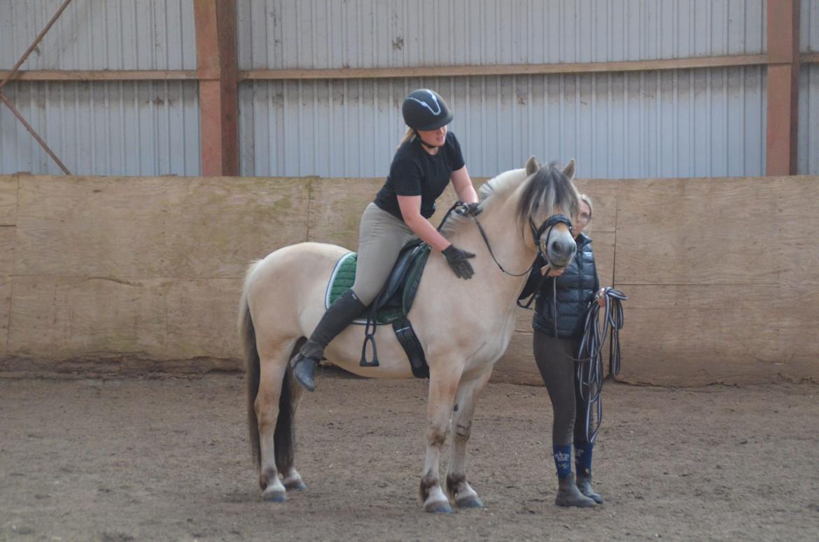 Fjordhest Birkens Rudolf billede 14