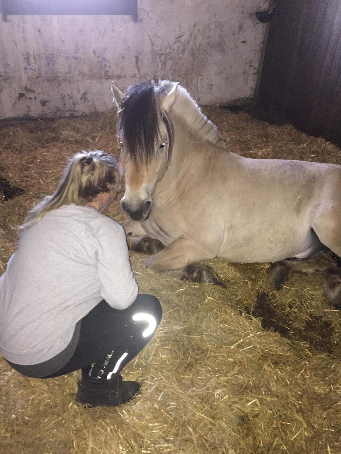 Fjordhest Birkens Rudolf billede 17