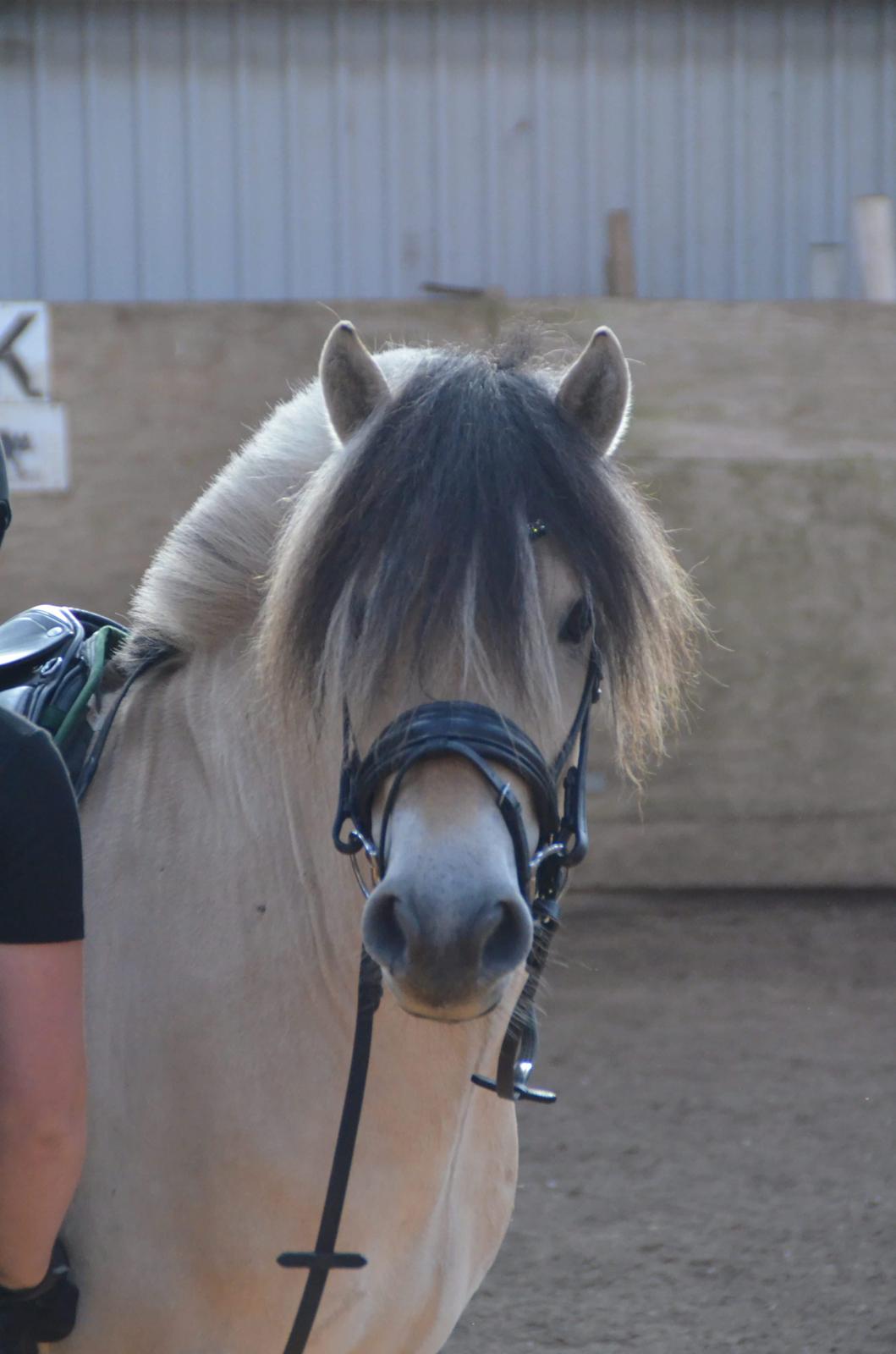 Fjordhest Birkens Rudolf billede 3