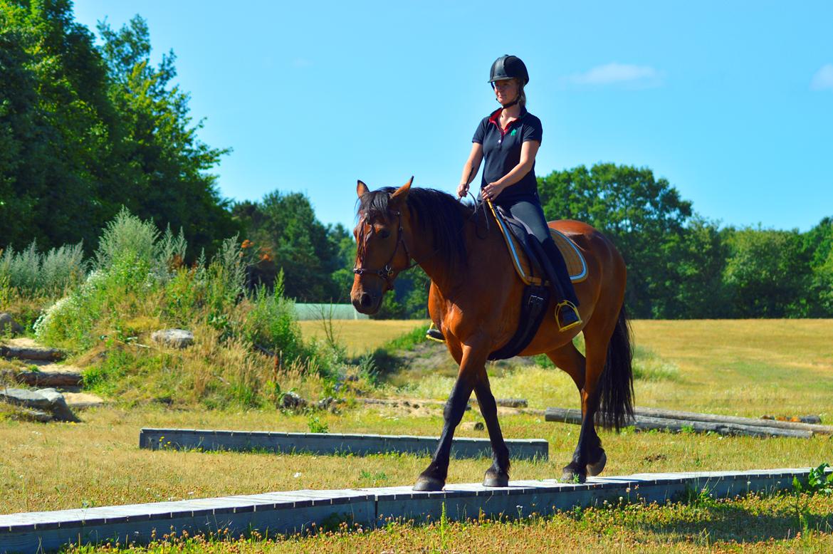 Anden særlig race Mr. Moonwalk | Himmelhest - Foto: Mikela Emdal Thomsen billede 16