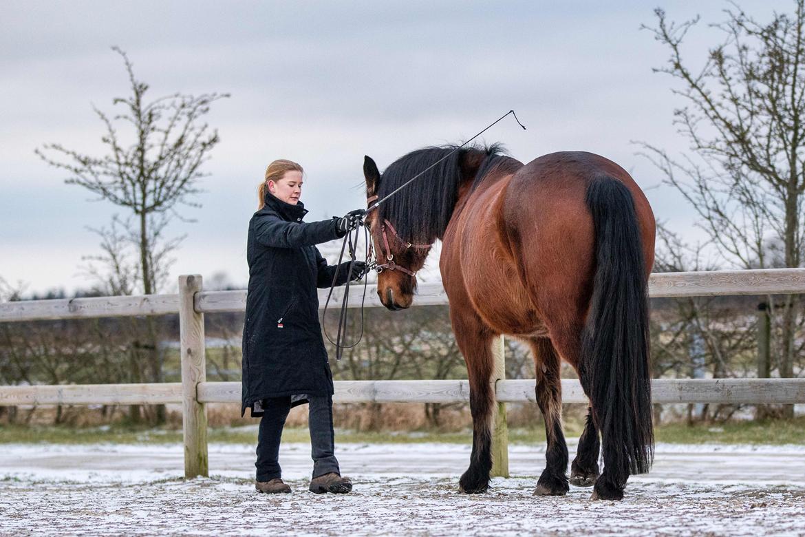 Anden særlig race Mr. Moonwalk | Himmelhest - Imdlæring af traversaden. Foto: Katja Jensen photography billede 2