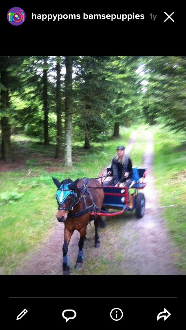 Dartmoor Mille Musen. ..solgt billede 14