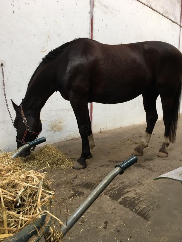 Oldenborg Borgstrøms Miss Queeny billede 1