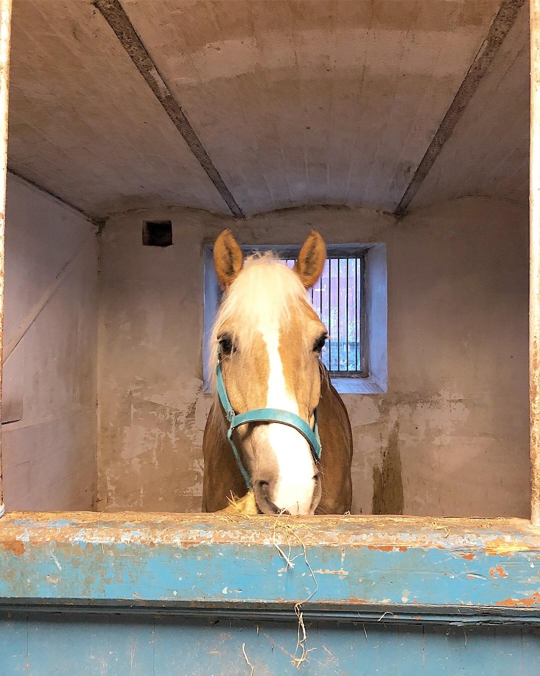 Haflinger Sandals Maximillian billede 16