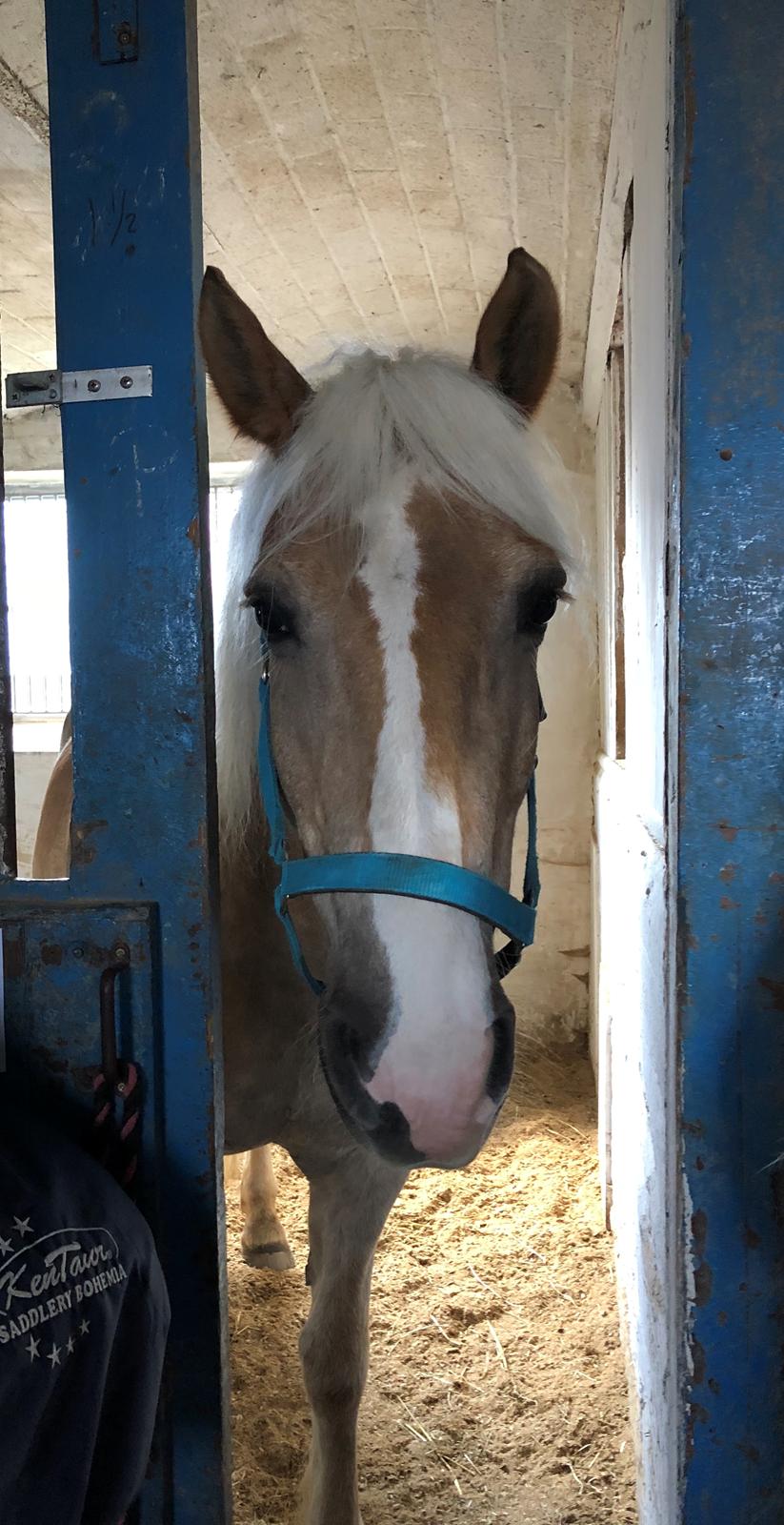 Haflinger Sandals Maximillian billede 17