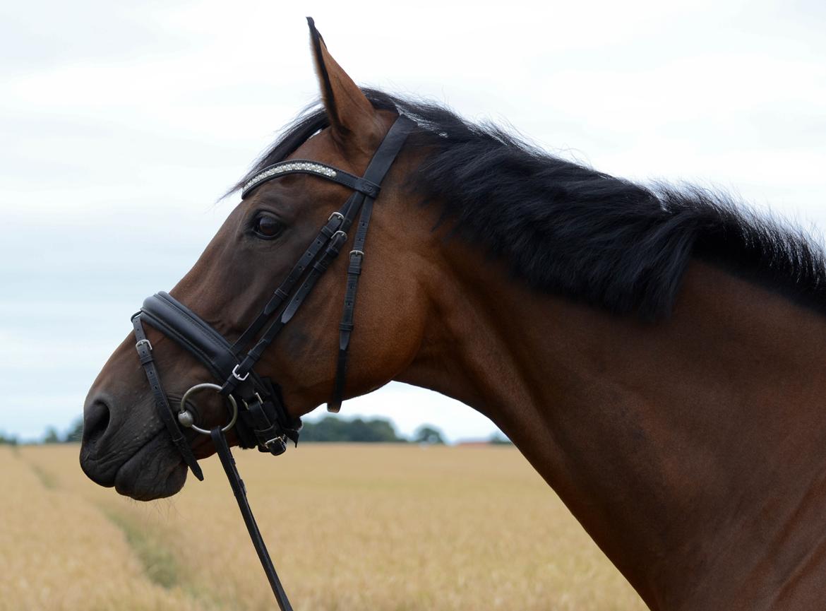Tysk Oldenburger Ravenna billede 2