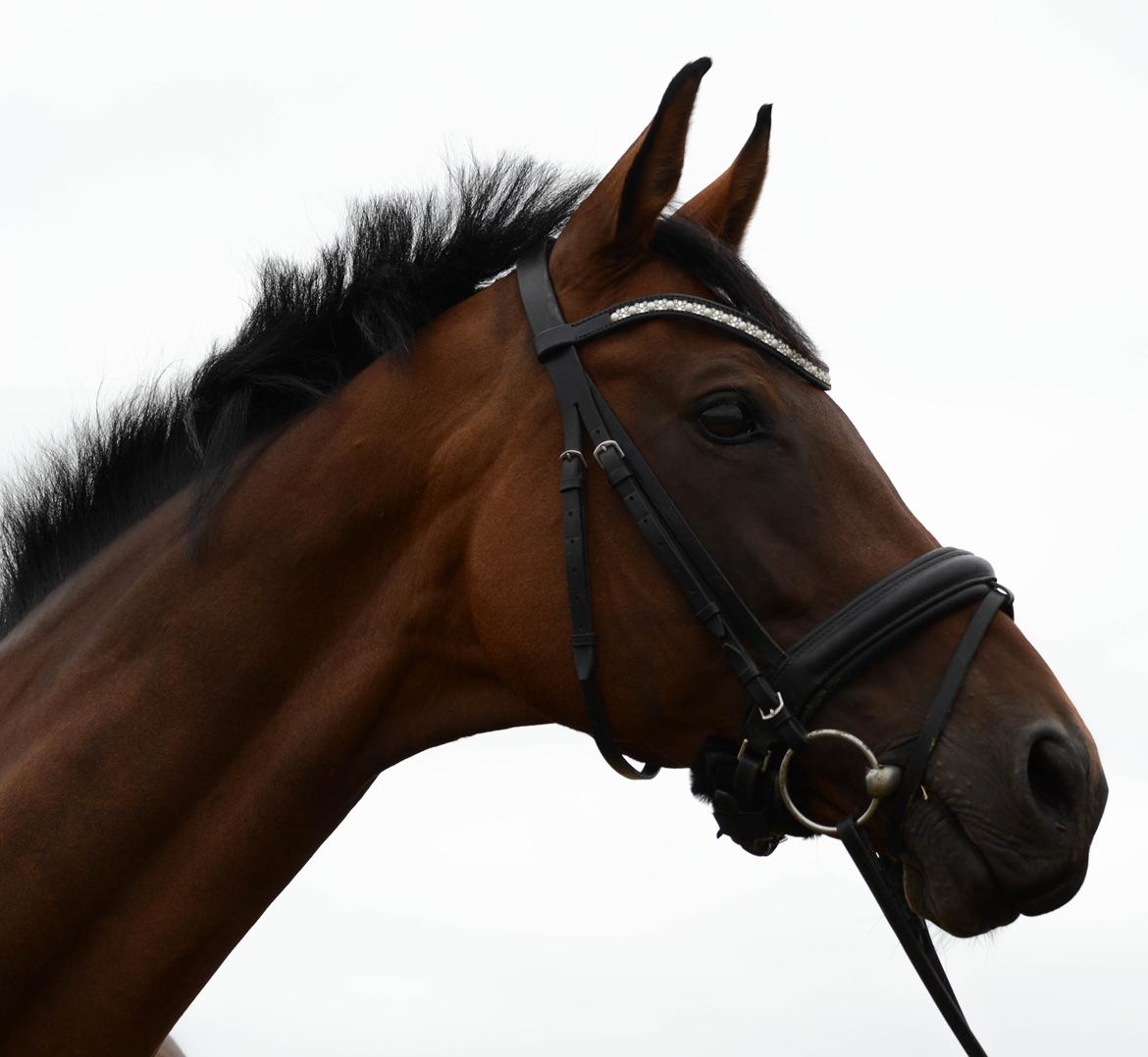 Tysk Oldenburger Ravenna billede 1