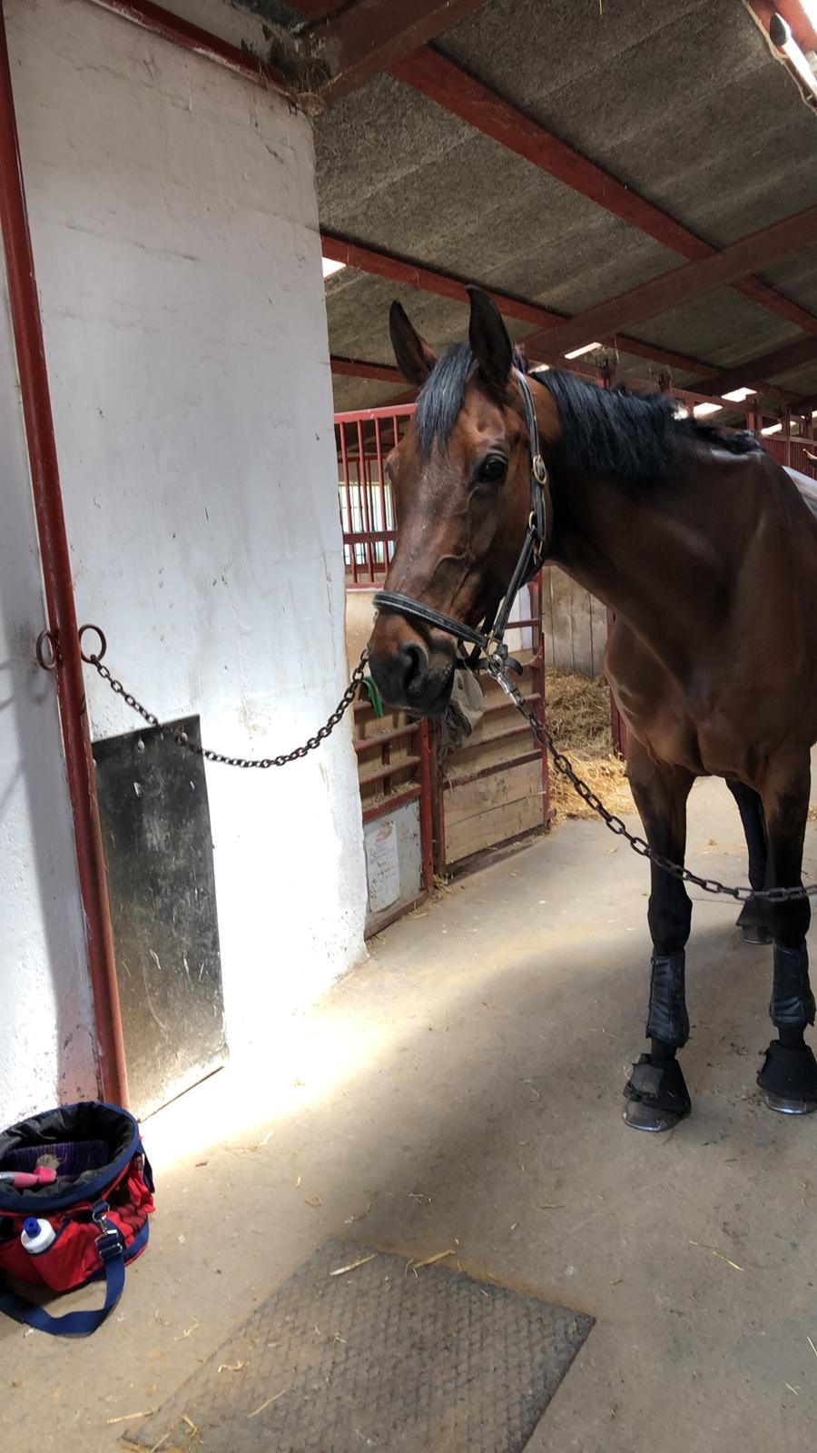 Tysk Oldenburger Ravenna billede 6