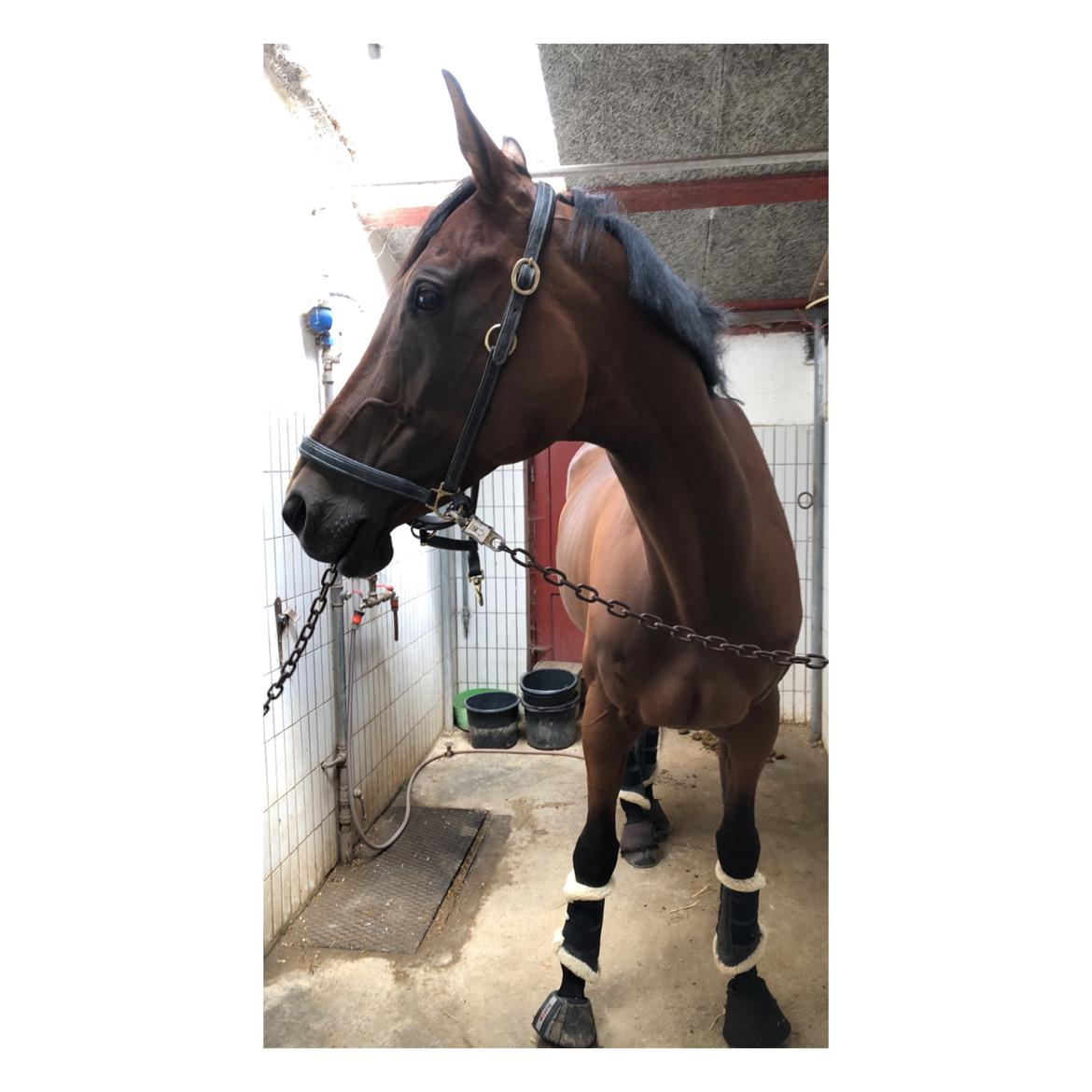 Tysk Oldenburger Ravenna billede 5