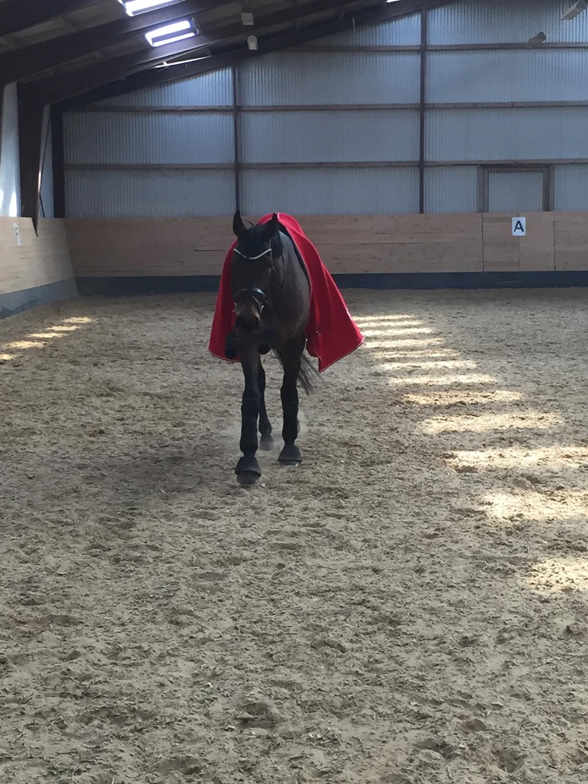 Tysk Oldenburger Ravenna billede 7