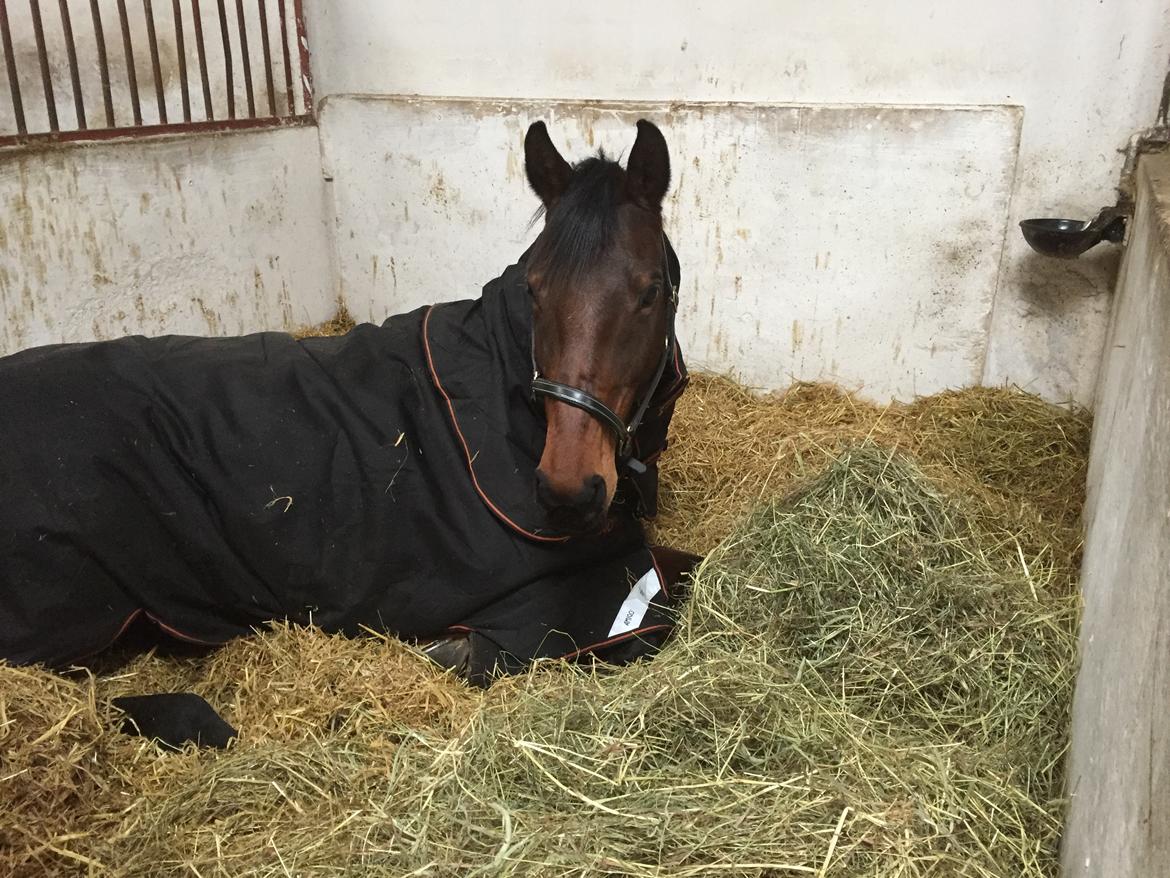 Tysk Oldenburger Ravenna billede 8