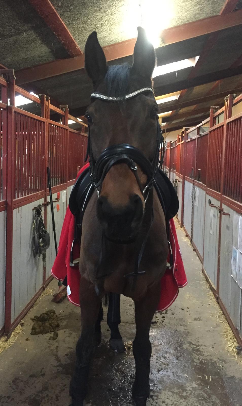 Tysk Oldenburger Ravenna billede 9