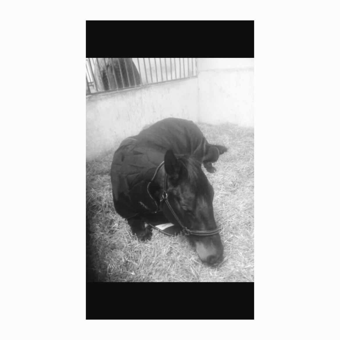 Tysk Oldenburger Ravenna billede 10