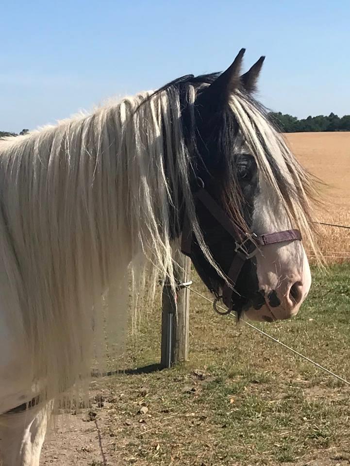Tinker Lillevang's Prinsesse - 2018 billede 16