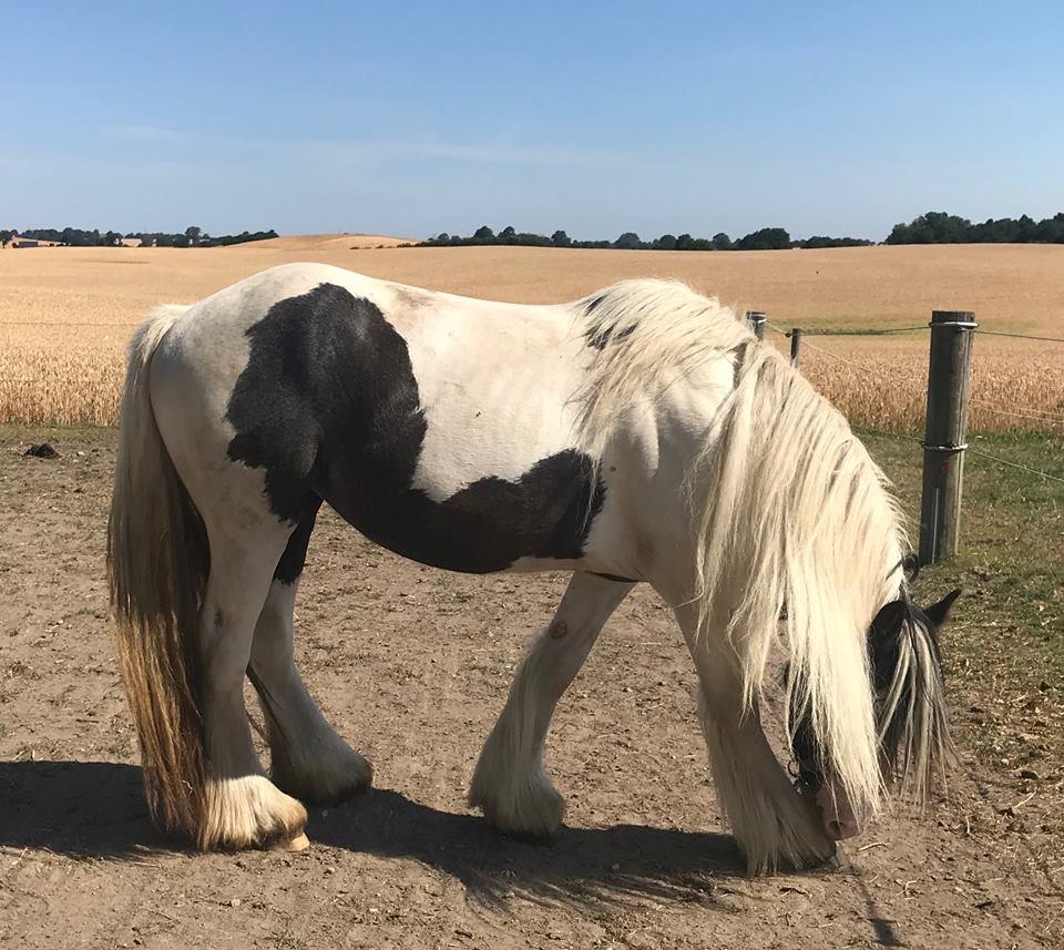 Tinker Lillevang's Prinsesse - 2018 billede 17