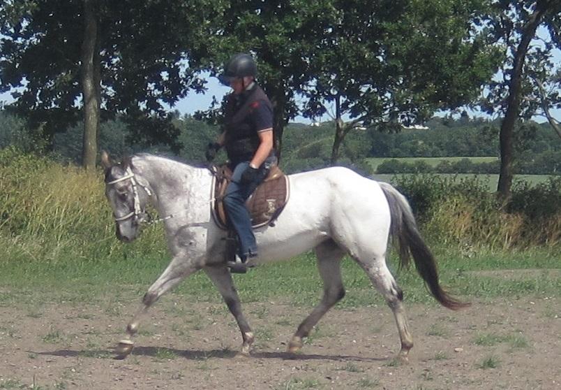 Appaloosa DAH ZIPS APRIL ROSE billede 3