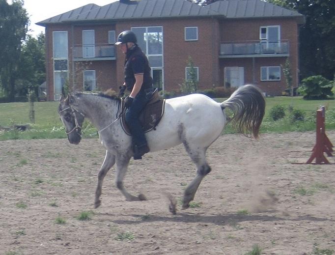 Appaloosa DAH ZIPS APRIL ROSE billede 4