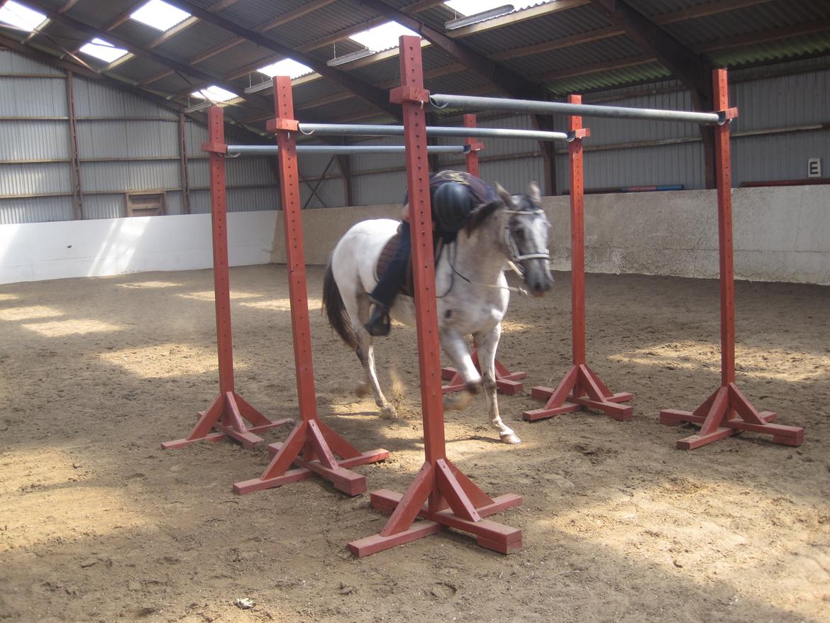 Appaloosa DAH ZIPS APRIL ROSE billede 6