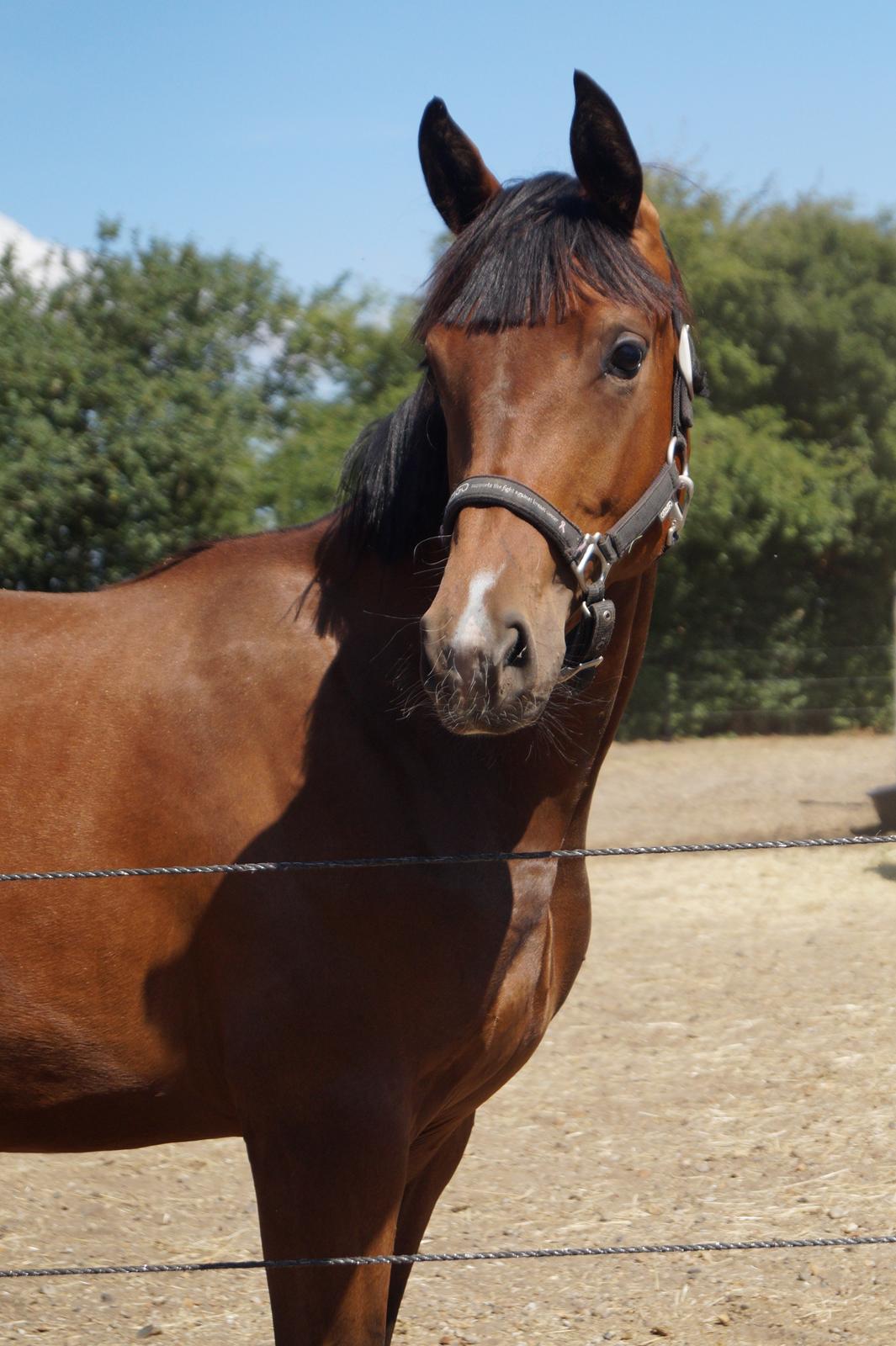 Dansk Varmblod Stjernholm's Medina  billede 9