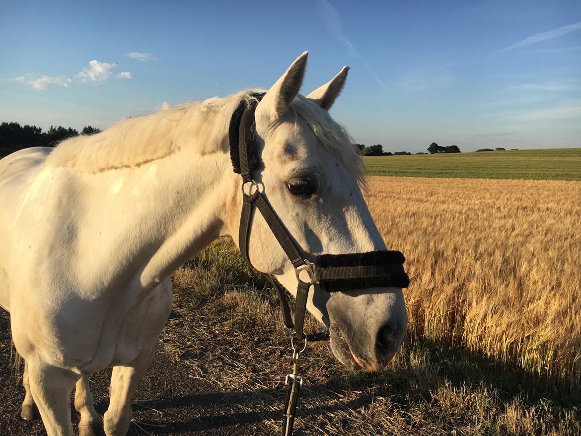 Connemara CURRAGHVIEW CHARLIE [Tidl. Lånepony] billede 27