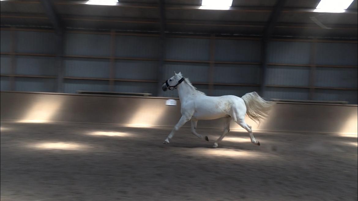 Connemara CURRAGHVIEW CHARLIE [Tidl. Lånepony] billede 31