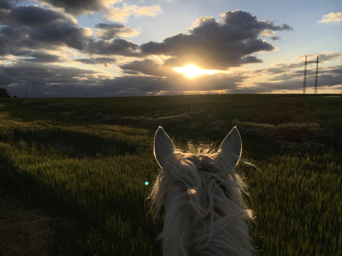 Connemara CURRAGHVIEW CHARLIE [Tidl. Lånepony] billede 36